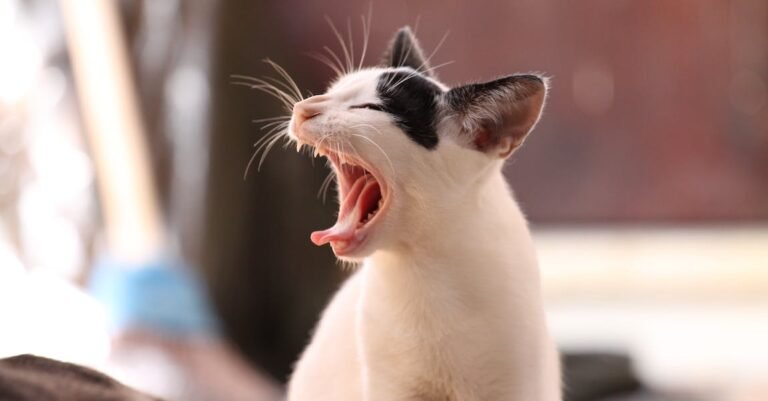 In Need Of Cat Advice? This Is For You