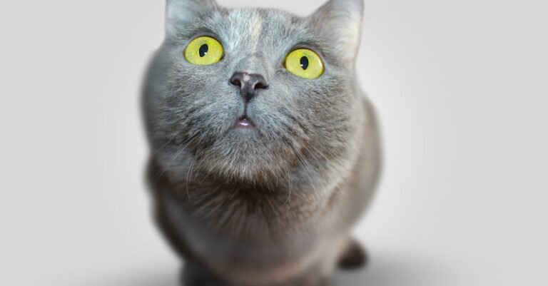 Top Tips And Tricks For The Caring Cat Parent!