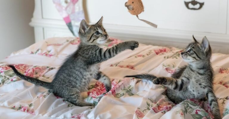 Treat Your Kitty To The Best With These Helpful Tips