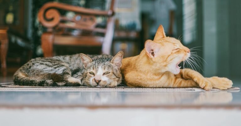 Some Solid Advice On The Topic Of Cats