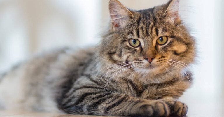 Want Advice About Cats? Then Check This Out!