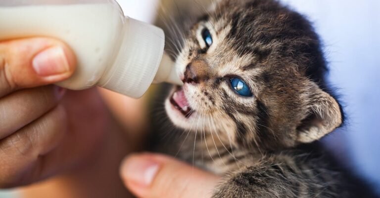 Boost Your Knowledge Of Cats With These Cat Tips