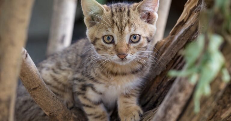 Everything You Ought To Know About Cats