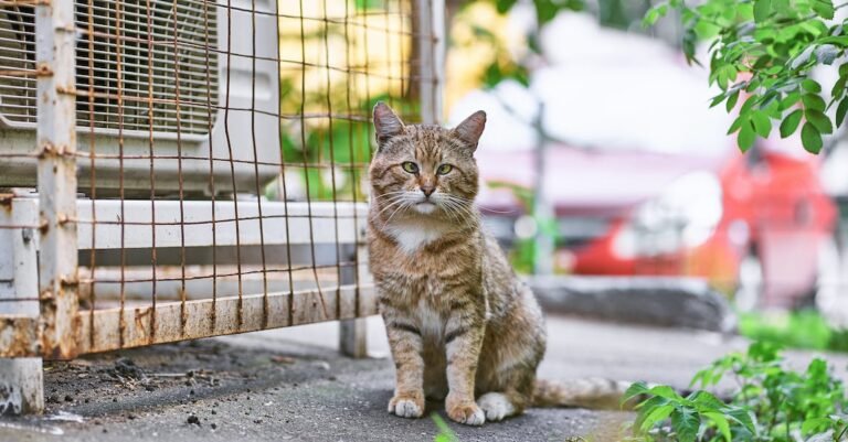 Great Cat Advice That Is Simple To Follow