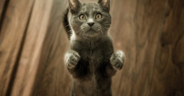 Tips And Tricks To Help You With Your Cat