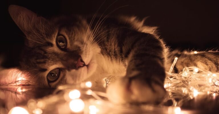 What You Should Know About Caring For Cats