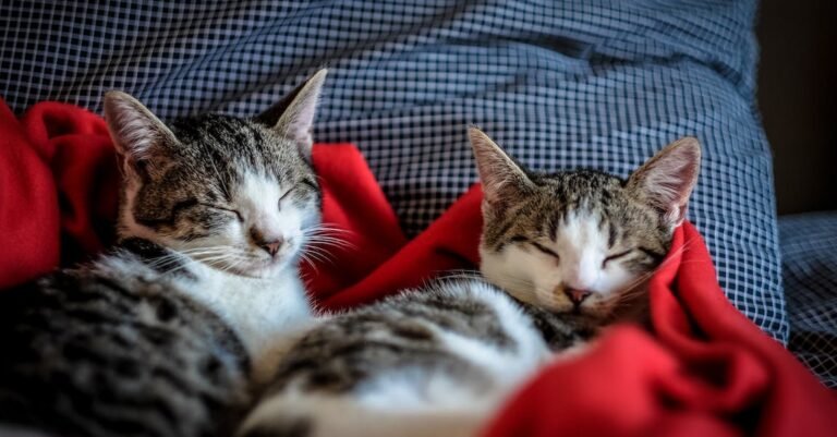 Show Your Cat Love With These Solid Tips.