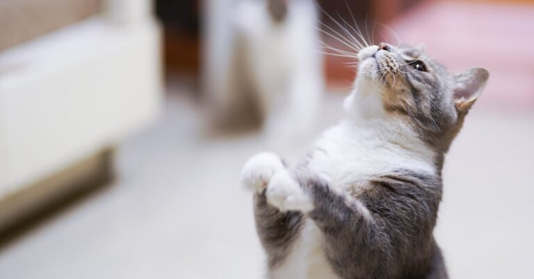 Great Cat Strategies For Ensuring Your Cat’s Health