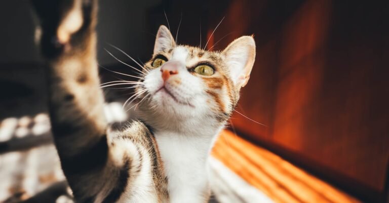 Feline Magic: Cat Tips You Simply Have To Know
