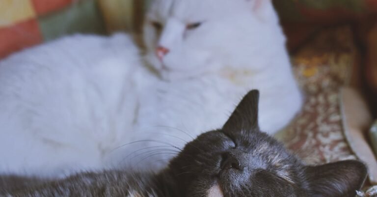 Top Information That Includes Great Tips About Cats