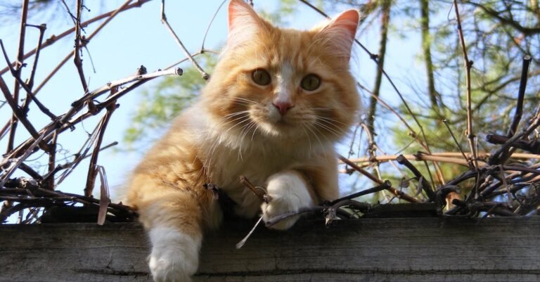 Lots Of Useful Cat Advice For Owners