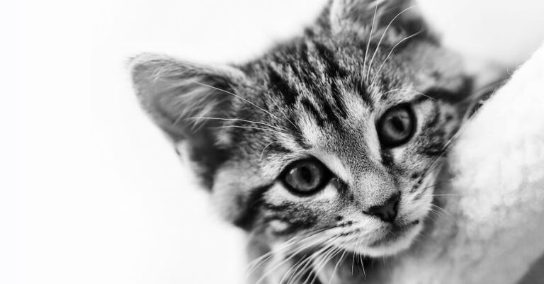 New Cat In The House? These Tips Can Help!