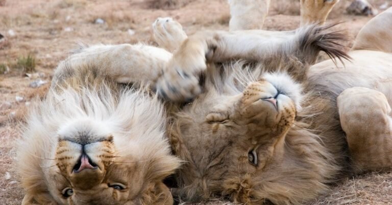An Article To Teach You About Cats