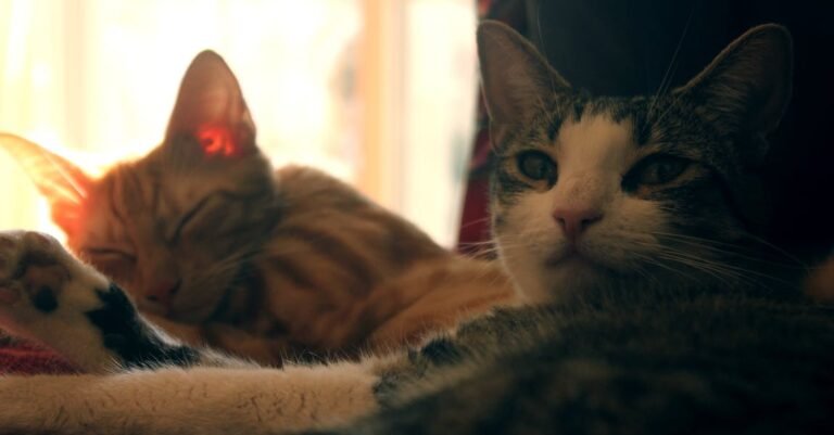 Look At This Great Article About Cat Tips