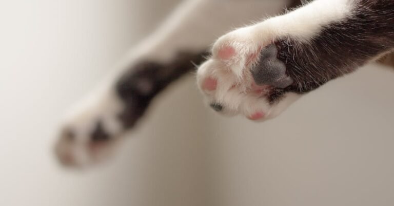 Want To Know More About Your Cat? Read On!