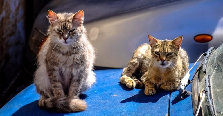 Giving Your Cats The Best Care Possible