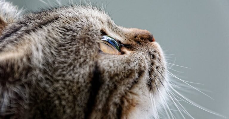 Cat Advice To Help You With Them